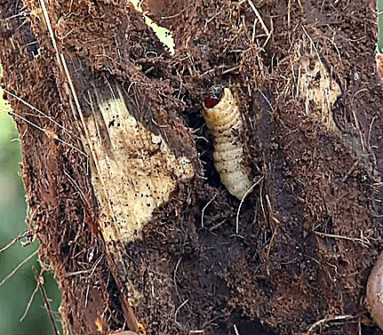 Larvas en el tronco
