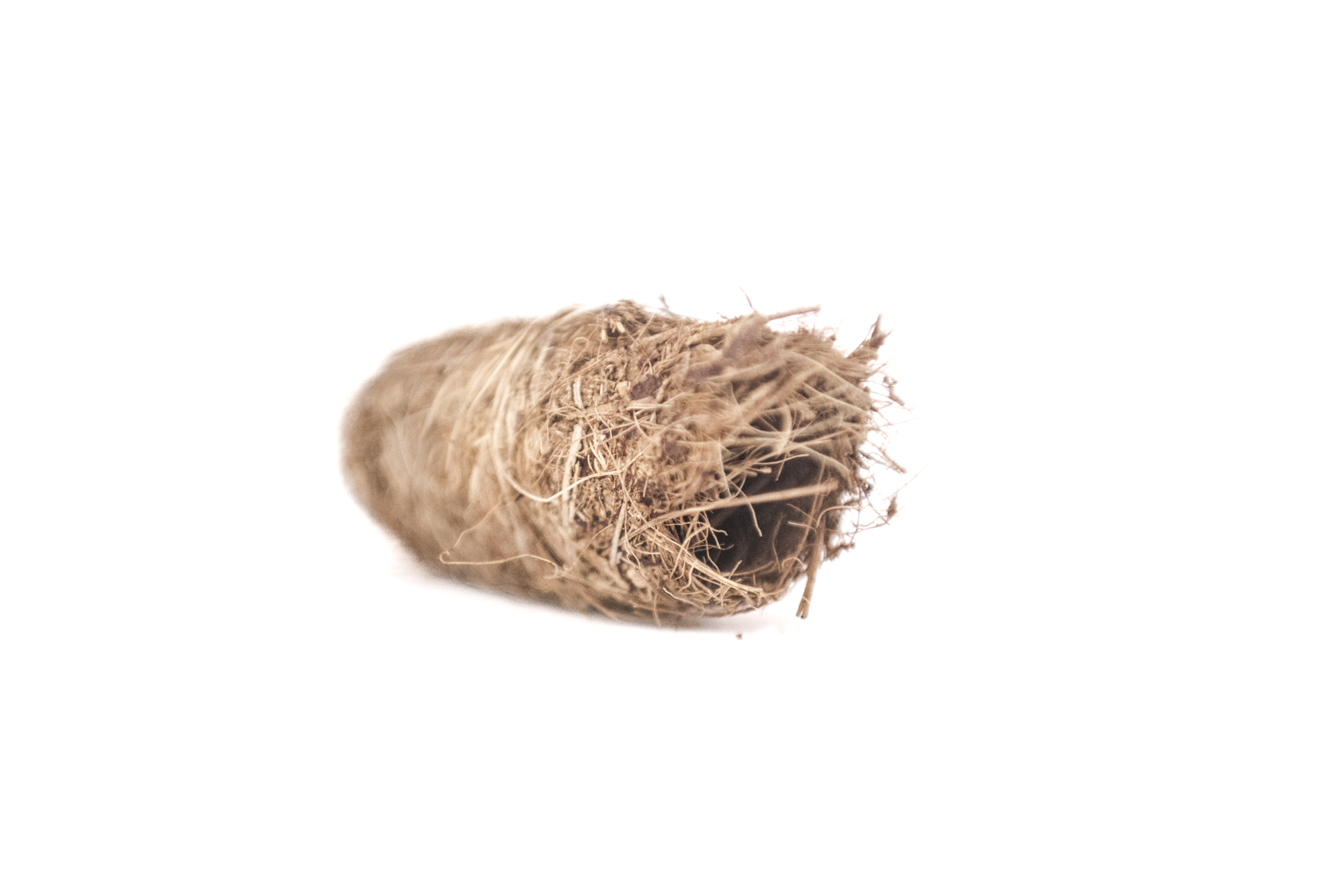 Nido de larvas del picudo