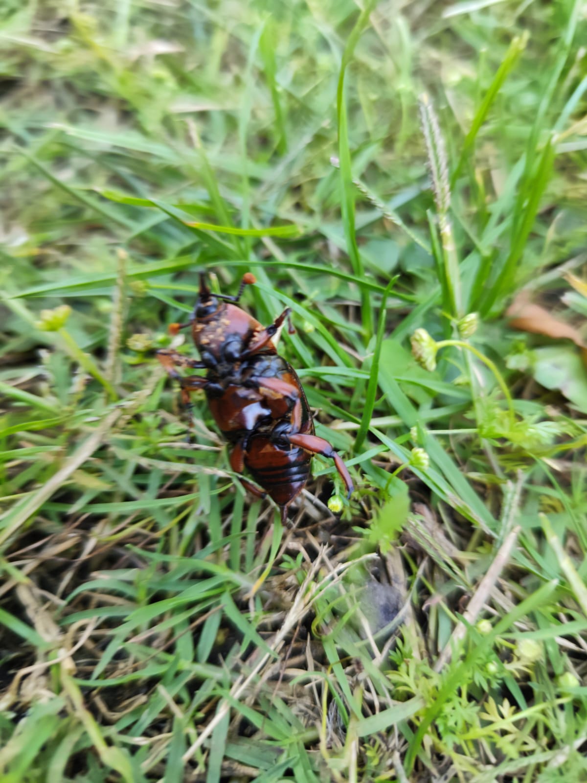 Picudo rojo vista lateral