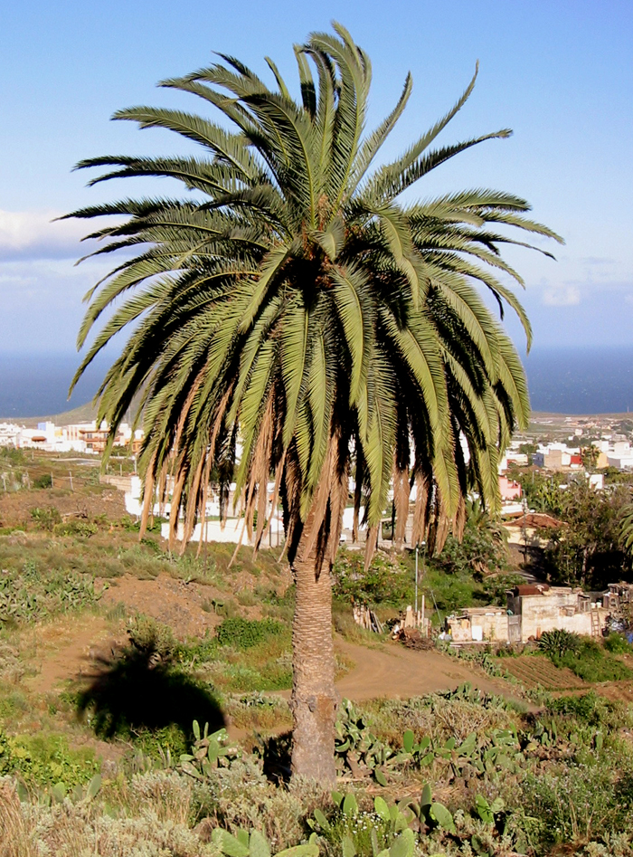 Palmera sana